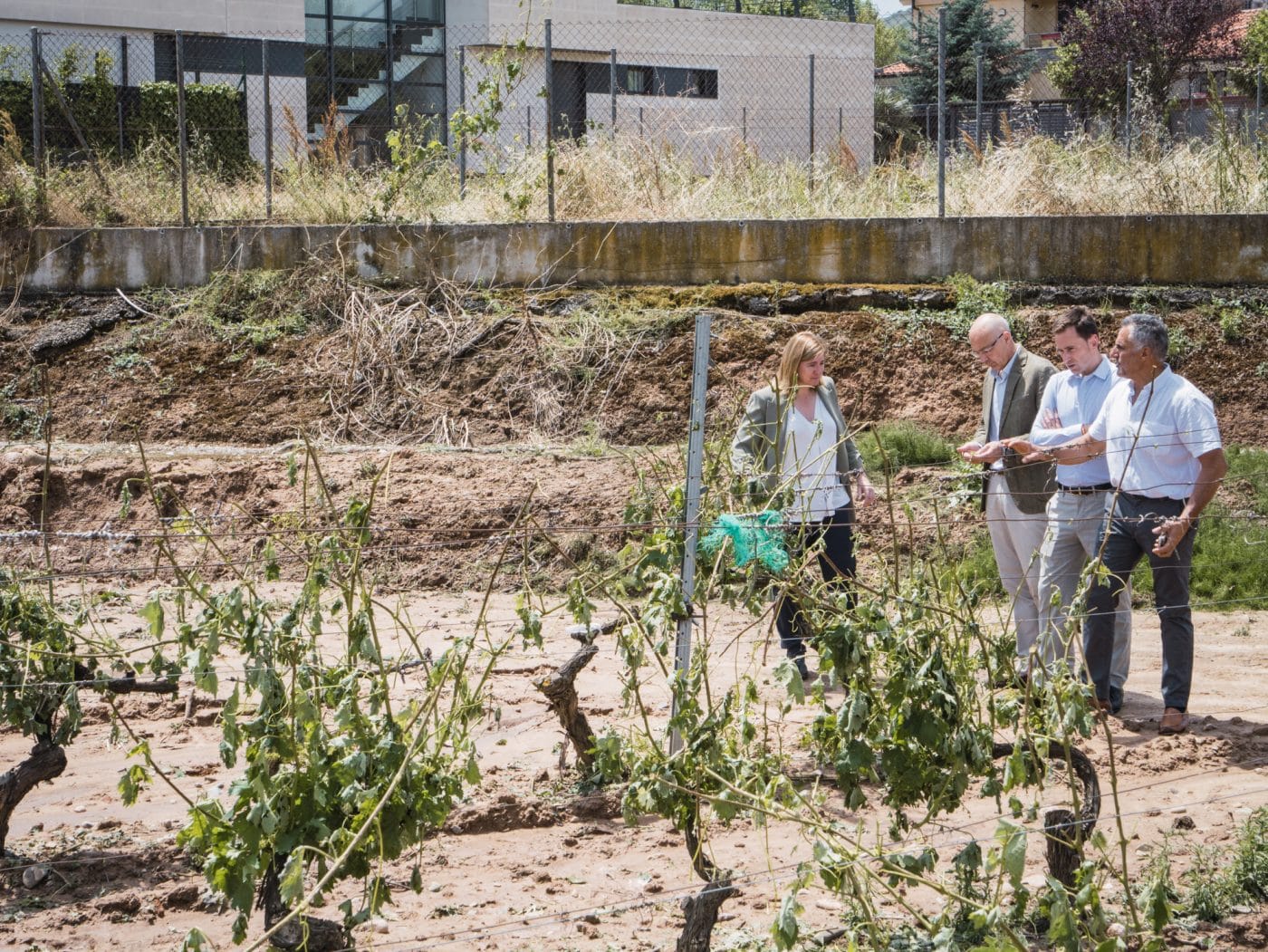 Tormenta devastadora en Navarrete: daños del 100% en algunos cultivos 1