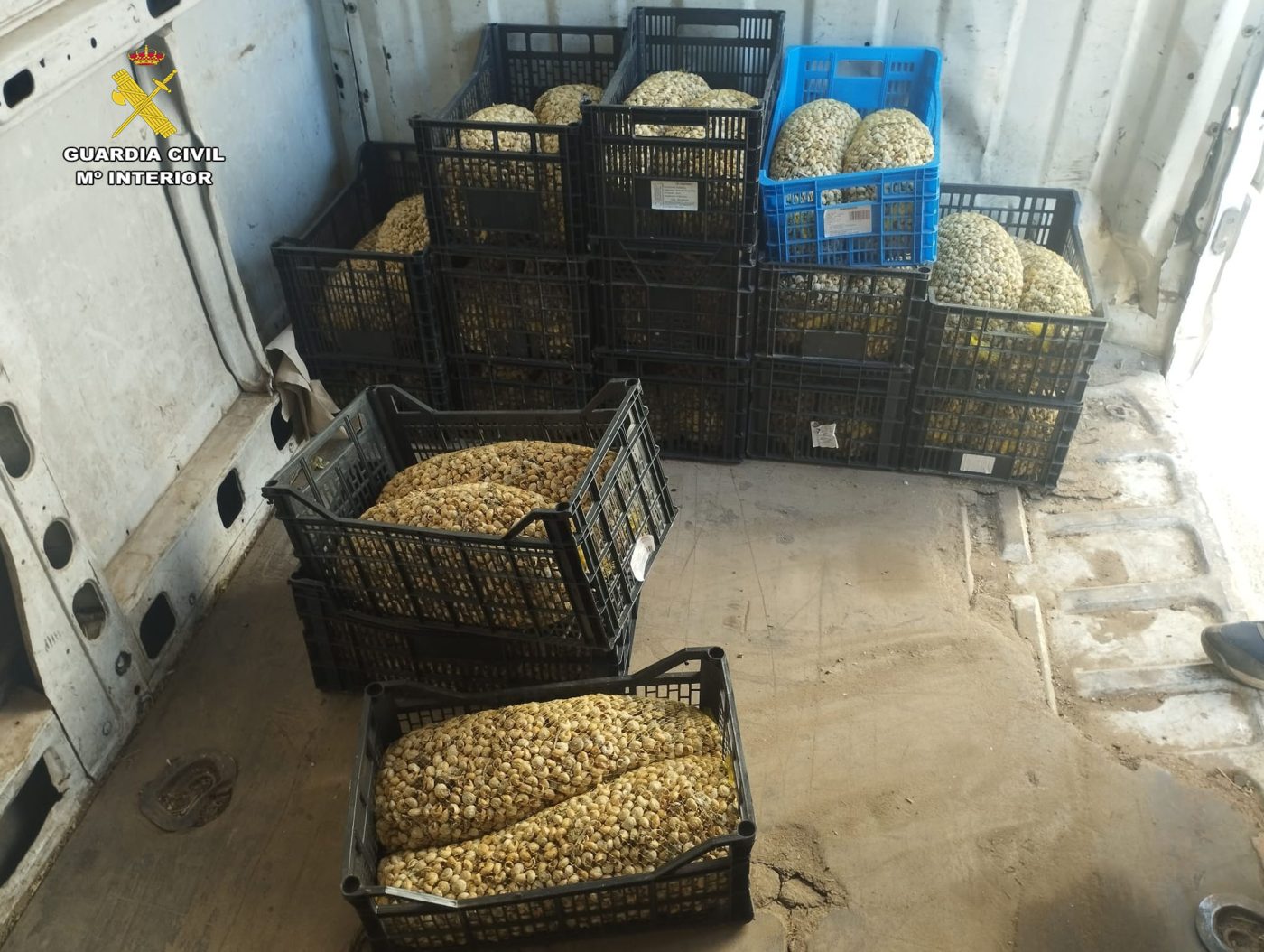 La Guardia Civil incauta en La Rioja más de 400 kilos de caracoles destinados a su venta ilegal en Albacete 1 La Guardia Civil incauta en La Rioja más de 400 kilos de caracoles destinados a su venta ilegal en Albacete 1