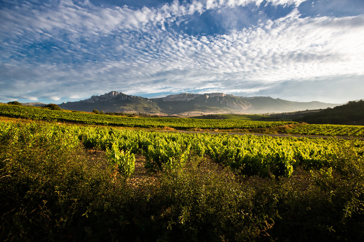 La DOCa Rioja ajusta los rendimientos en Rioja Alta y Rioja Alavesa ante una cosecha excepcionalmente baja 1
