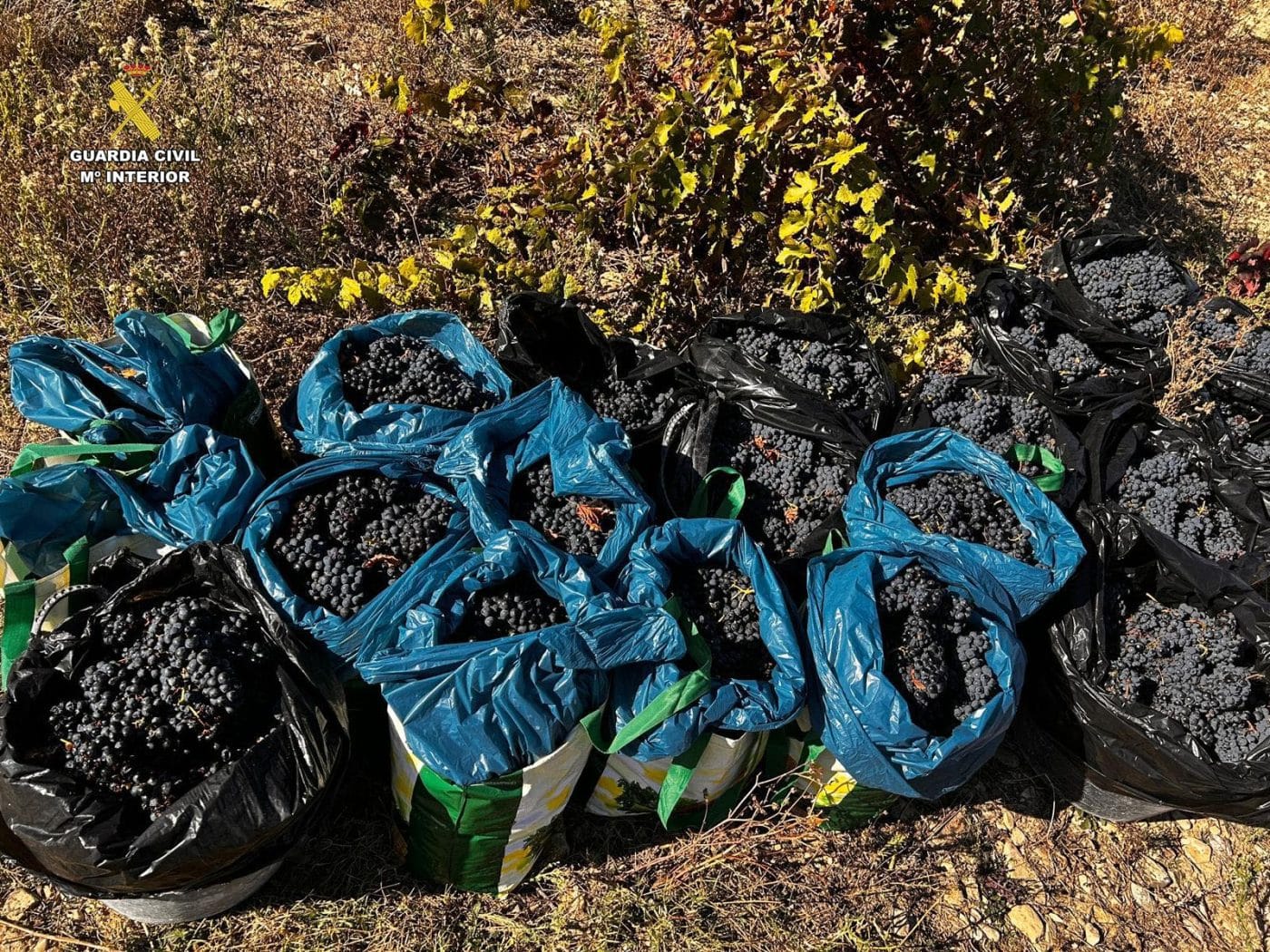 La Guardia Civil investiga a cuatro personas por el robo de 500 kilos de uva en una viña de Briones 3 La Guardia Civil investiga a cuatro personas por el robo de 500 kilos de uva en una viña de Briones 3