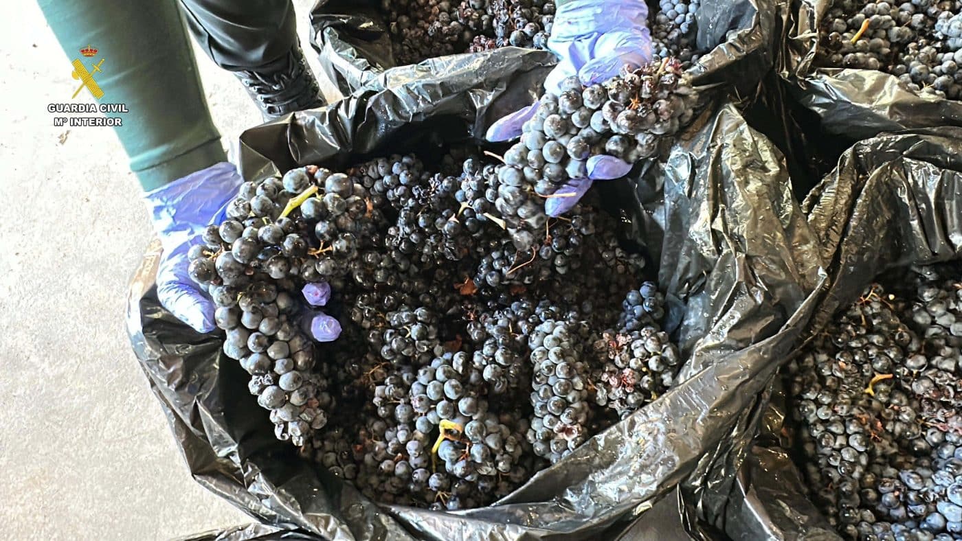 La Guardia Civil investiga a cuatro personas por el robo de 500 kilos de uva en una viña de Briones 1 La Guardia Civil investiga a cuatro personas por el robo de 500 kilos de uva en una viña de Briones 1