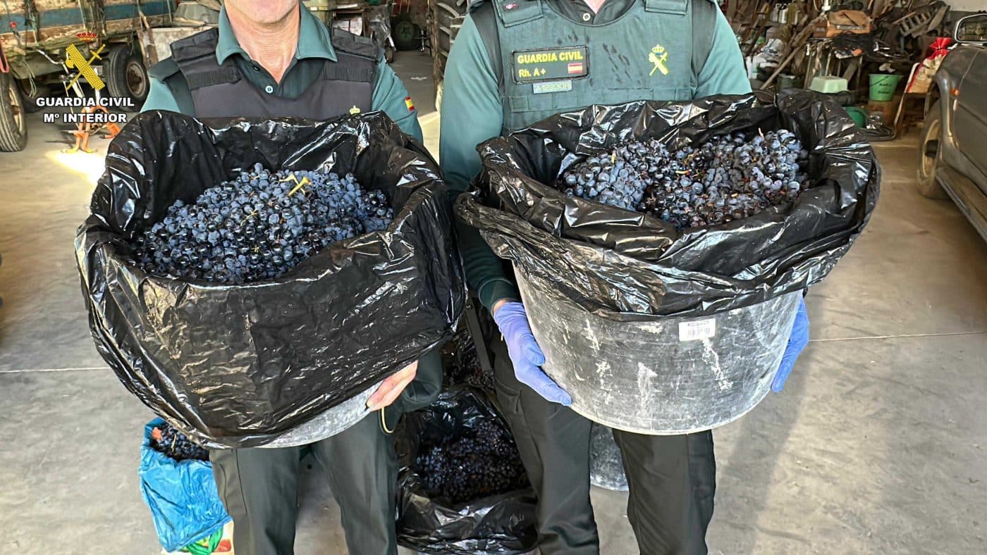 La Guardia Civil investiga a cuatro personas por el robo de 500 kilos de uva en una viña de Briones 2 La Guardia Civil investiga a cuatro personas por el robo de 500 kilos de uva en una viña de Briones 2