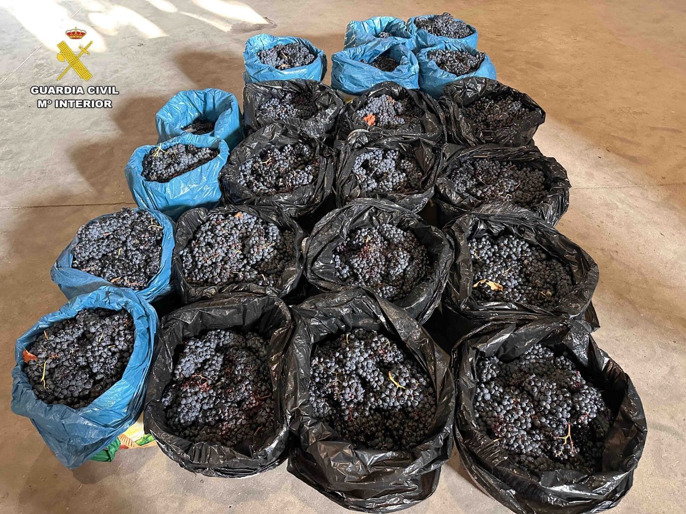 La Guardia Civil investiga a cuatro personas por el robo de 500 kilos de uva en una viña de Briones 5 La Guardia Civil investiga a cuatro personas por el robo de 500 kilos de uva en una viña de Briones 5