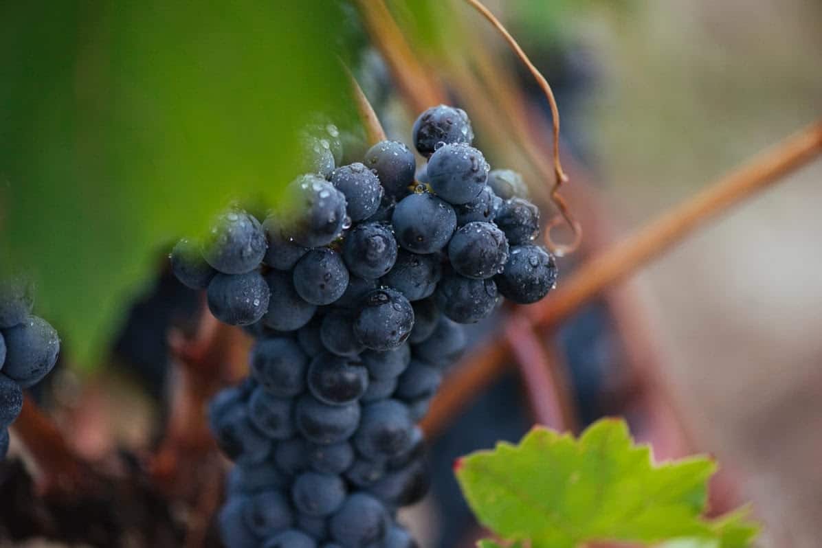 Un siglo de Rioja, "una añada para recordar" 1 Un siglo de Rioja, "una añada para recordar" 1