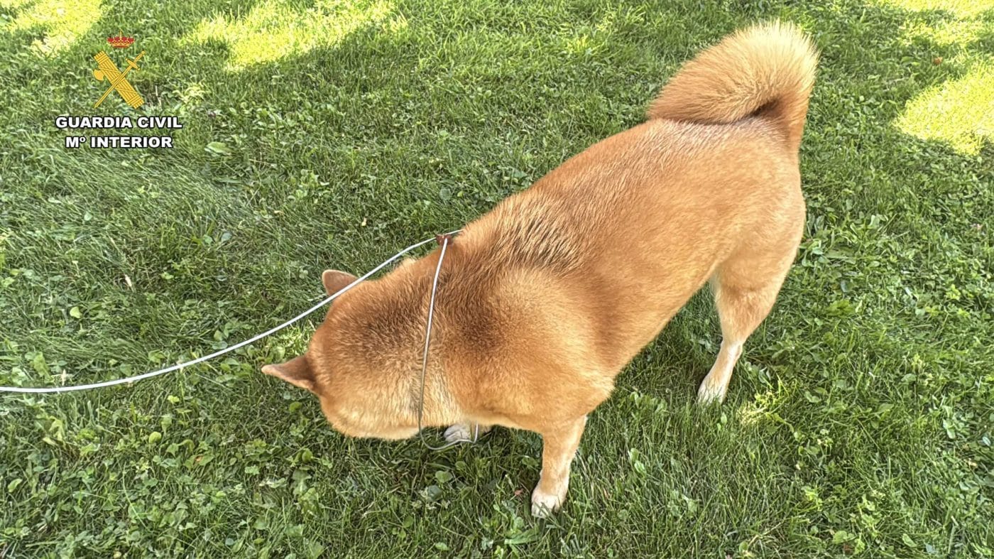 Investigado un vecino de Albelda por colocar trampas ilegales que causaron lesiones a dos perros 6 Investigado un vecino de Albelda por colocar trampas ilegales que causaron lesiones a dos perros 6