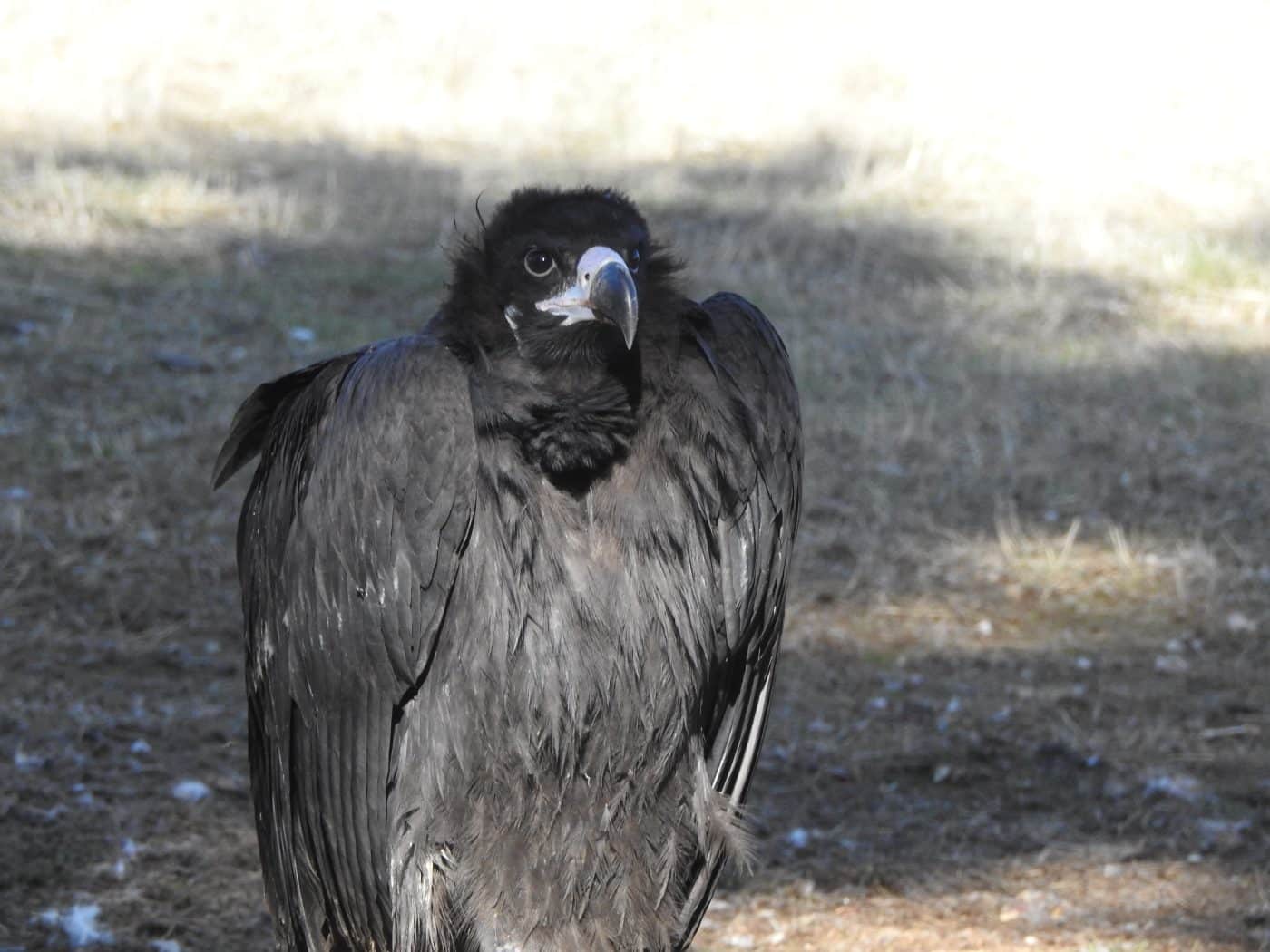 ‘Iregua’, el tercer buitre negro nacido en La Rioja en este siglo, inicia su vida en libertad 1