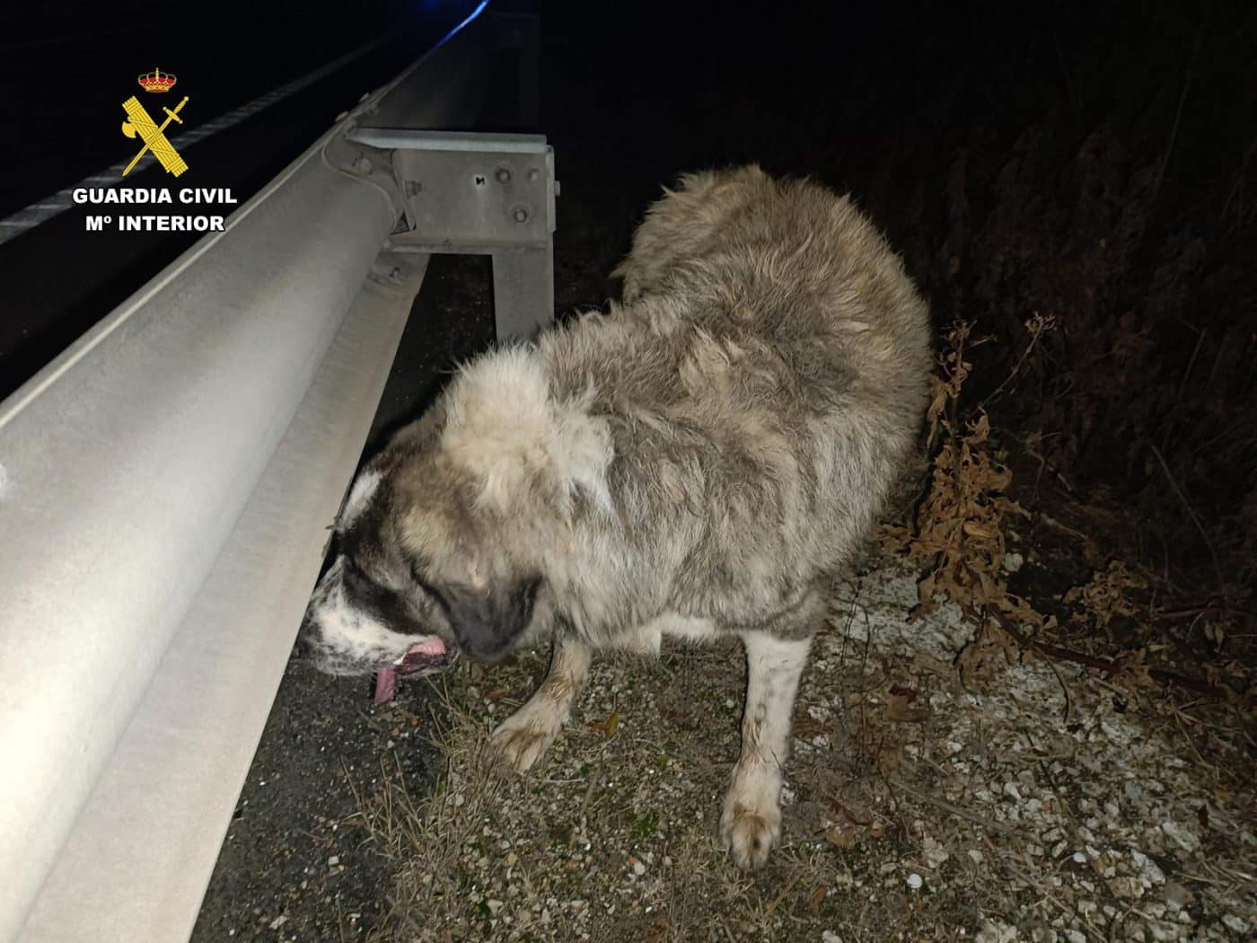 Rescatan a tres perros que cayeron a un barranco entre Torremontalbo y Cenicero 1
