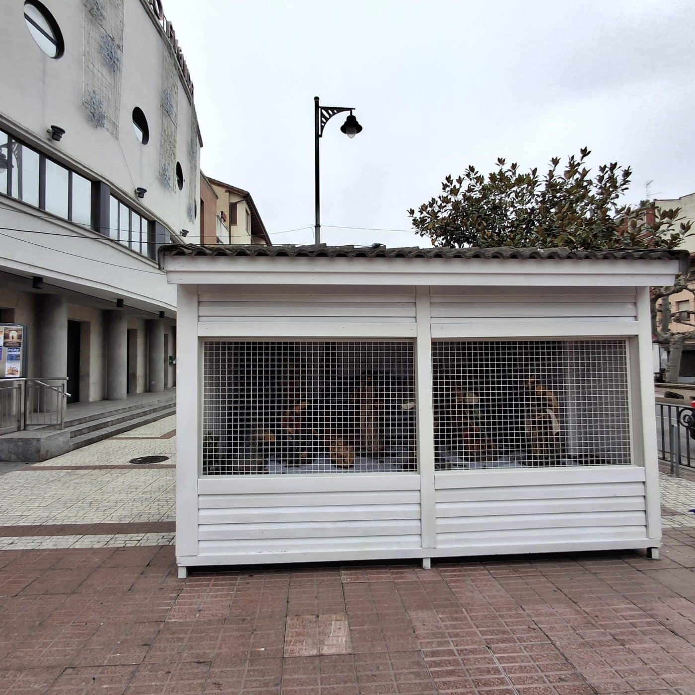 Santo Domingo de la Calzada abre la temporada navideña con nuevos elementos decorativos y un Belén "más calceatense que nunca" 5