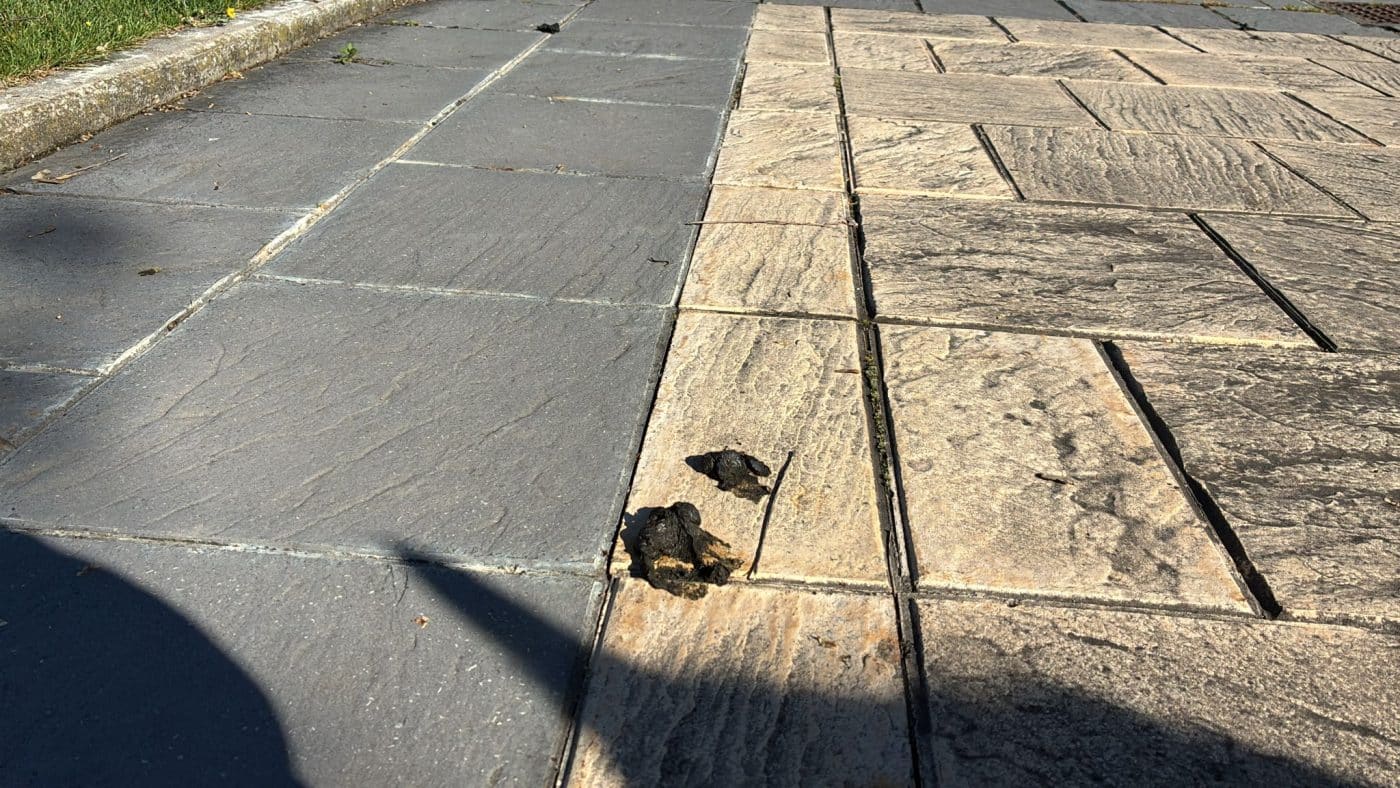 BUZÓN CIUDADANO: Decenas de heces de oveja en la calle Rosalía de Castro en Haro 3