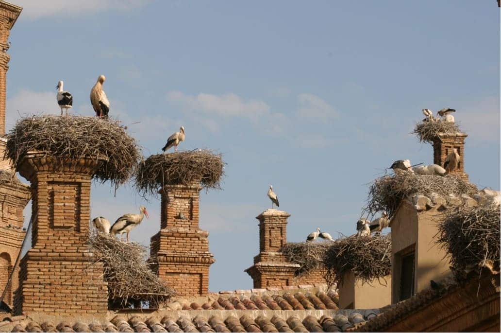 'Pasea La Rioja’ invita a descubrir el patrimonio natural con actividades sobre aves migratorias 1