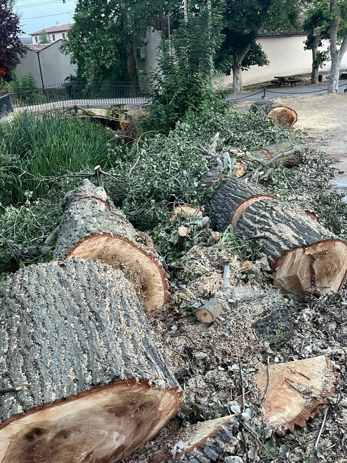 Amigos de la Tierra pide explicaciones y un plan de replantación tras la tala de dos grandes árboles en Sajazarra 1