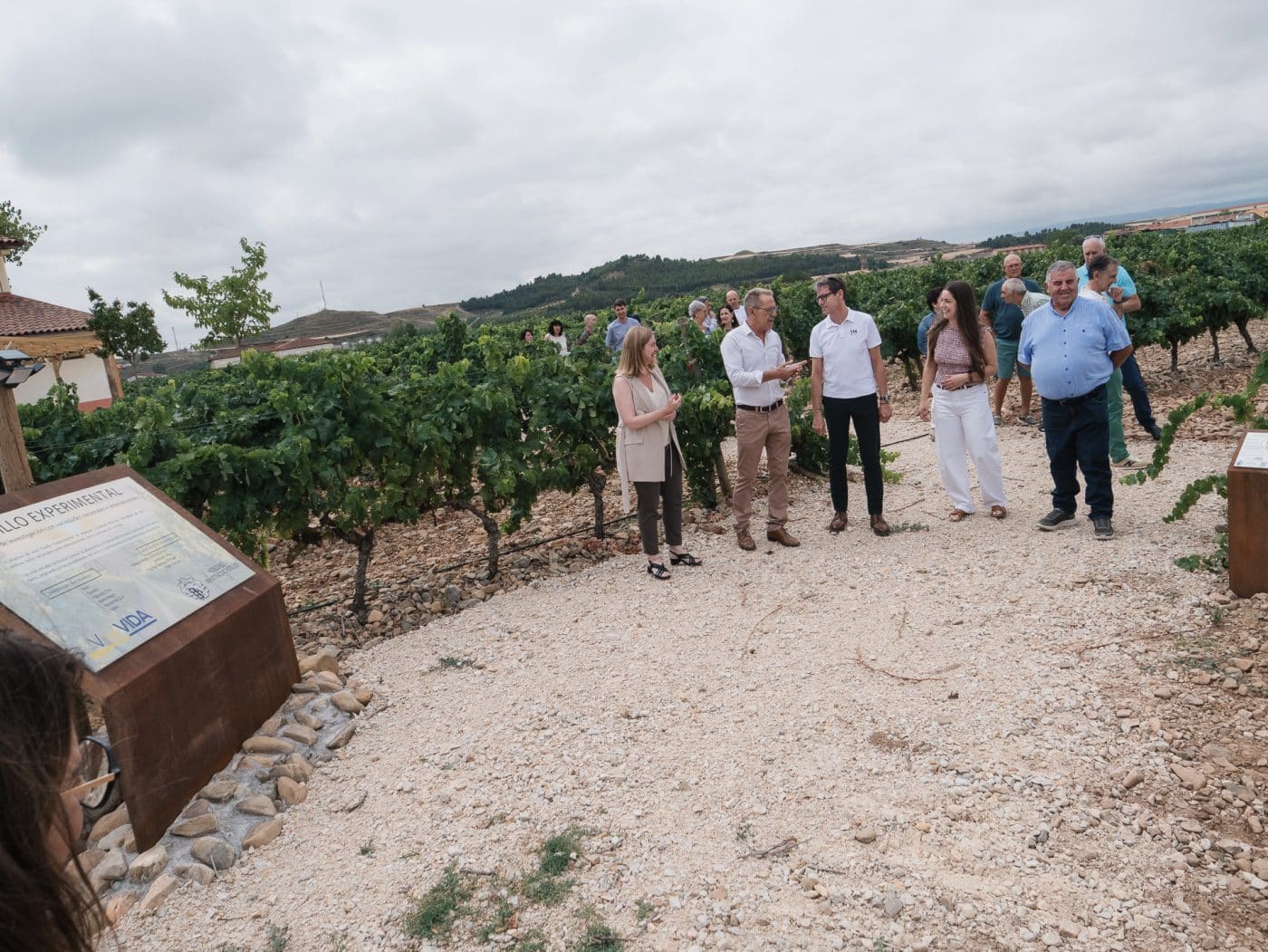 El viñedo experimental de Heredad Martínez Castillo busca ampliar el futuro vitivinícola de La Rioja 5
