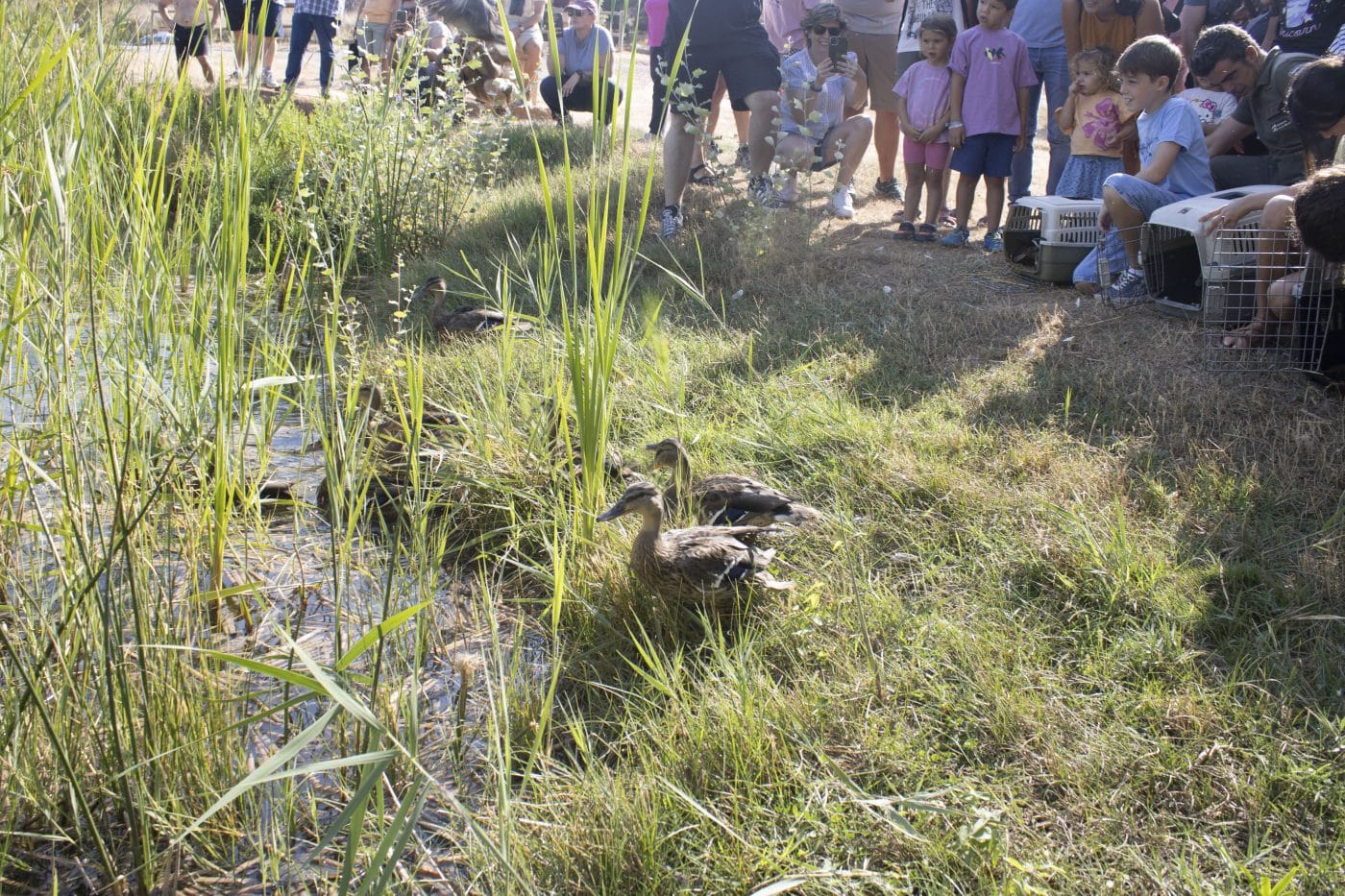 De vuelta a la naturaleza: 44 aves son liberadas en La Grajera gracias al programa 'Ayúdale a volar' 3