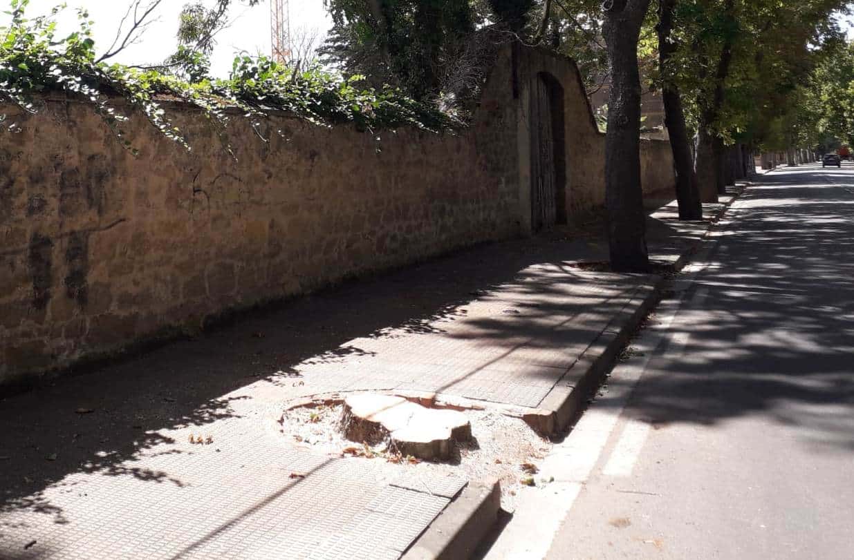 Ecologistas en Acción de Haro cuestiona la tala en Bretón de los Herreros: "No pueden seguir talando árboles sin justificación" 2