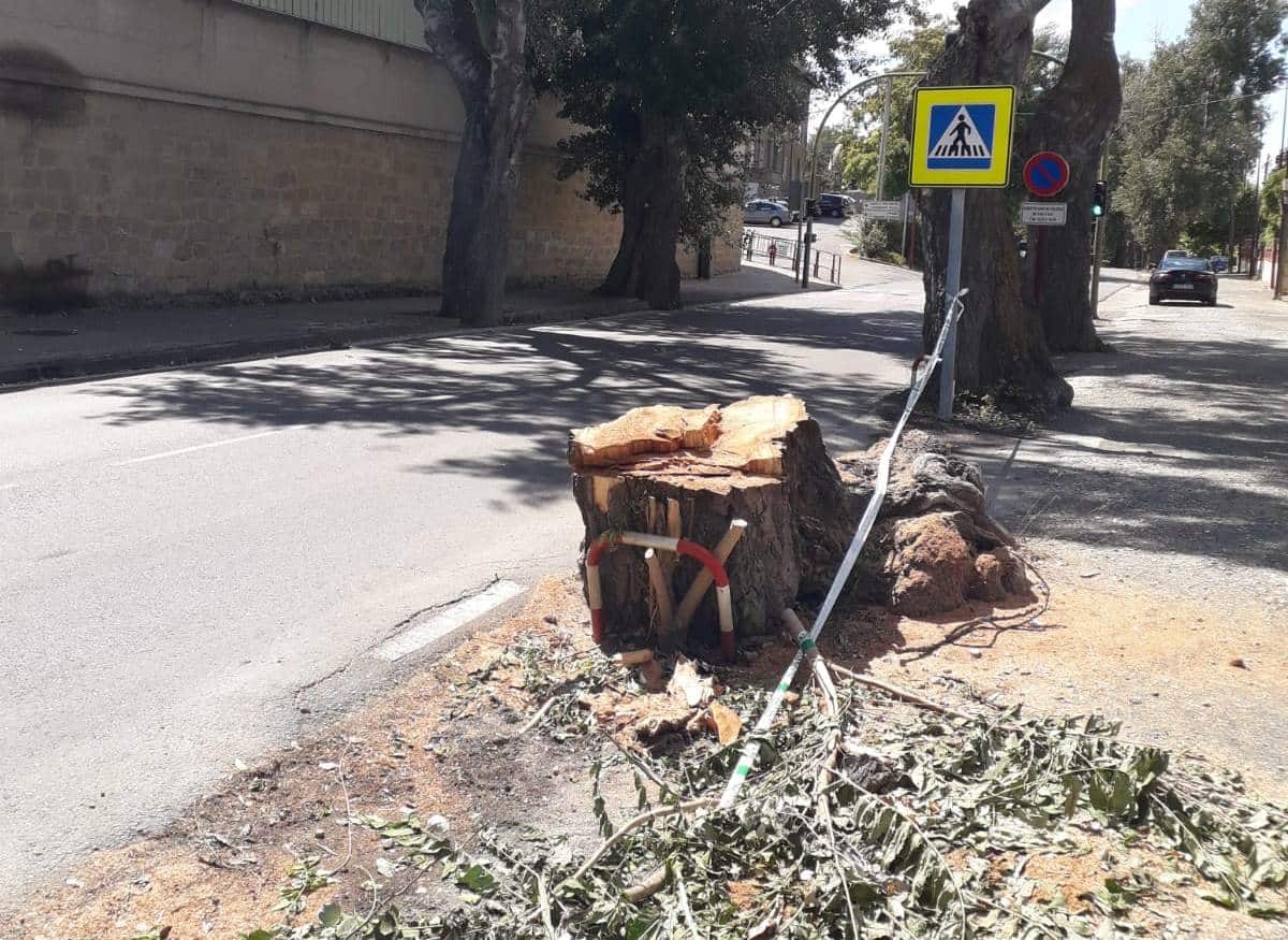 Ecologistas en Acción de Haro cuestiona la tala en Bretón de los Herreros: "No pueden seguir talando árboles sin justificación" 1
