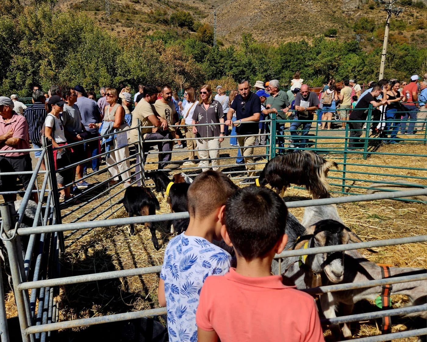 Cerca de 400 cabezas de ganado se dan cita en la Feria Ganadera de Anguiano 2